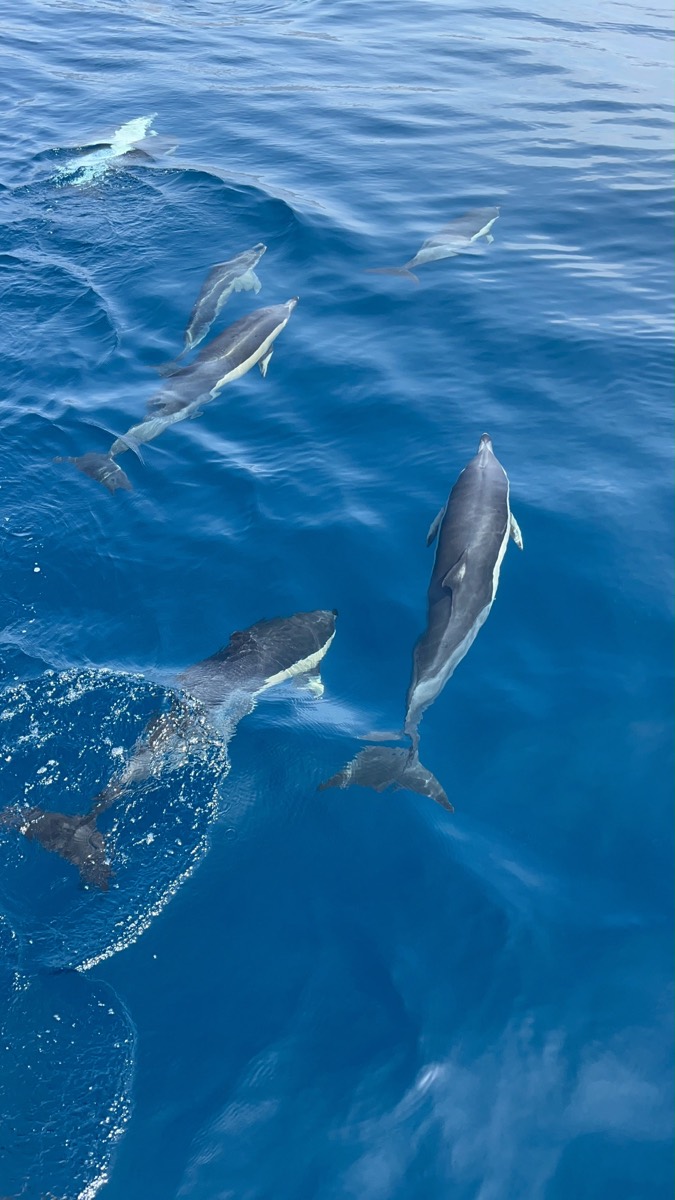Avistamiento de delfines